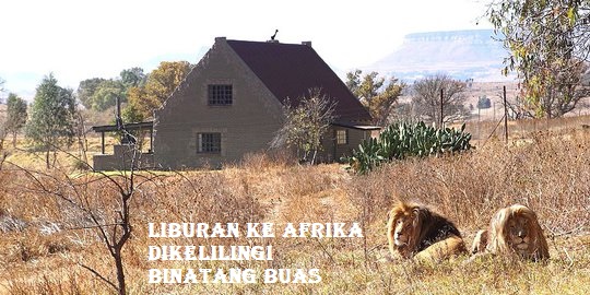 Liburan Ke Afrika Dikelilingi Binatang Buas